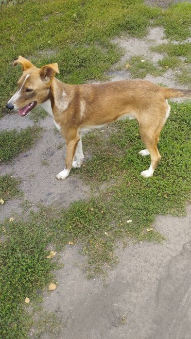 Хочу отдать собачку каторая сидит на цепи.