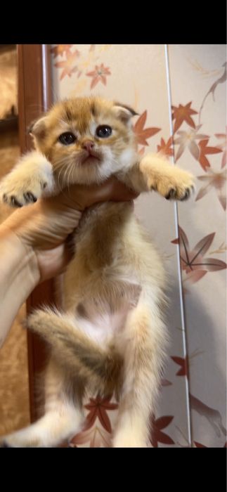Продается котенок золотой Фолд