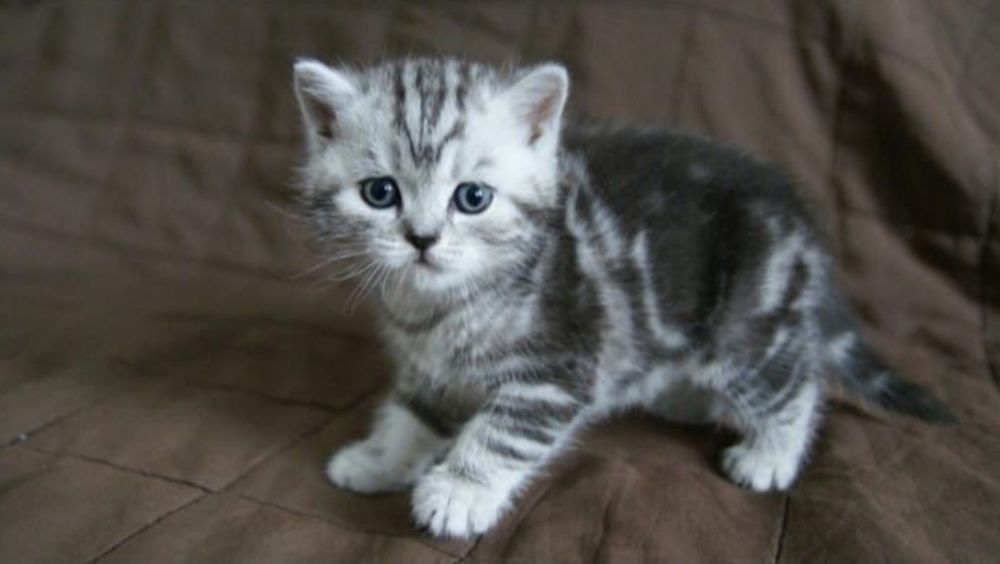 Шотланские котята