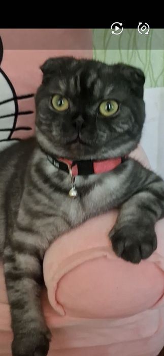 Вязка Скоттш фолд вислауха.