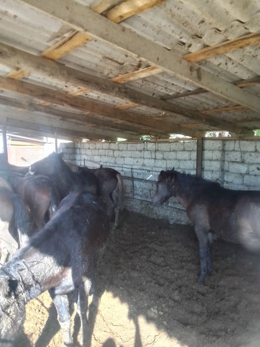 Жіліктеп алысаңыздар болады нақты ақшаға