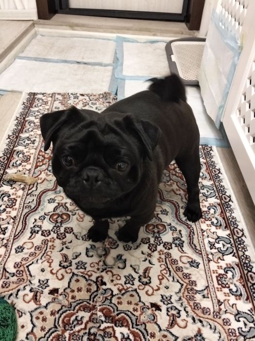 Вязка Мопс по кличке Чудо. 50000