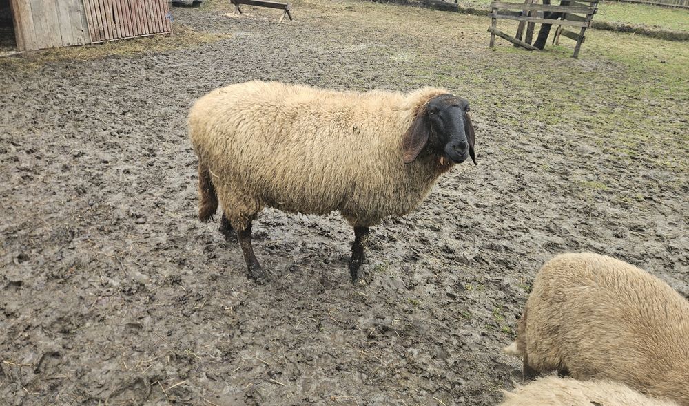 Oaie carabasa nefatata