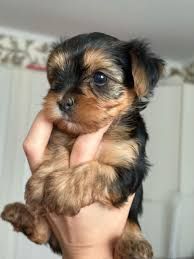 Щенок йоркширского терьера