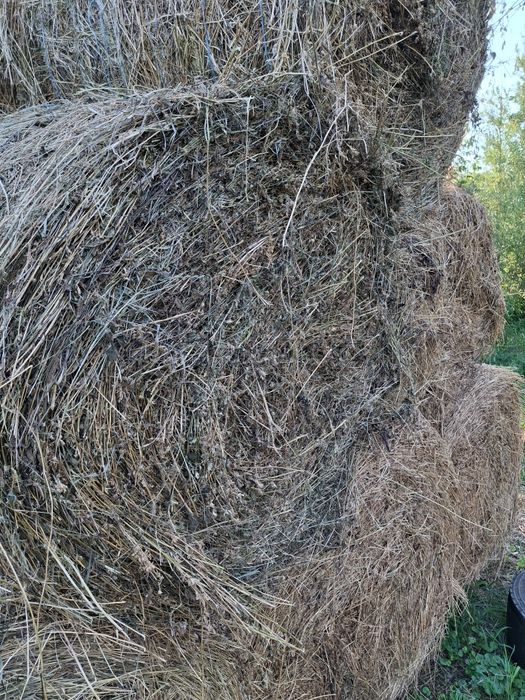 Vând baloti de lucerna