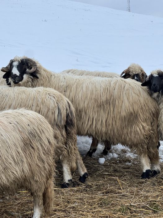 Vând berbeci brezi de la Moldovan  !