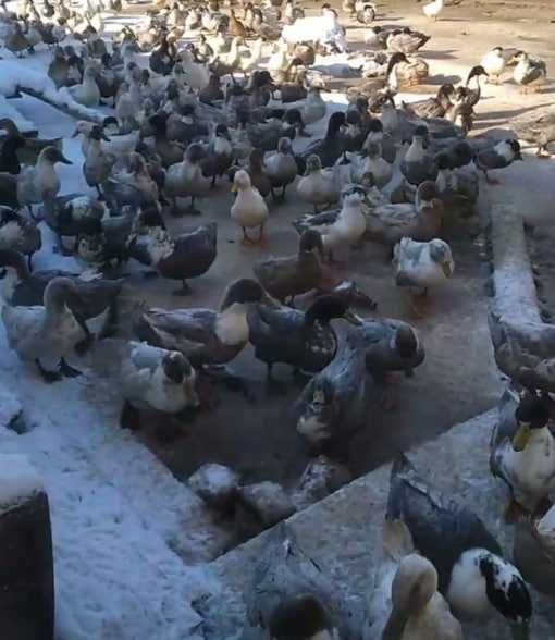 Ўрдаклар сотилади