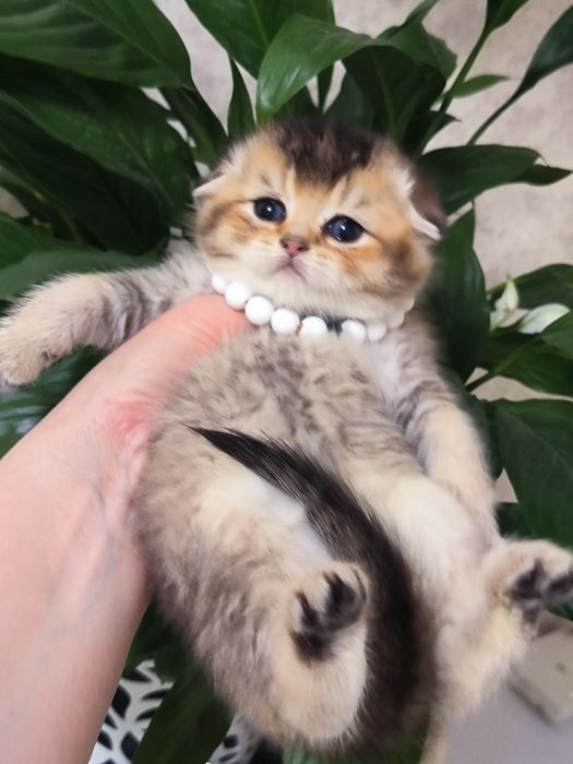 Котята чистокровные