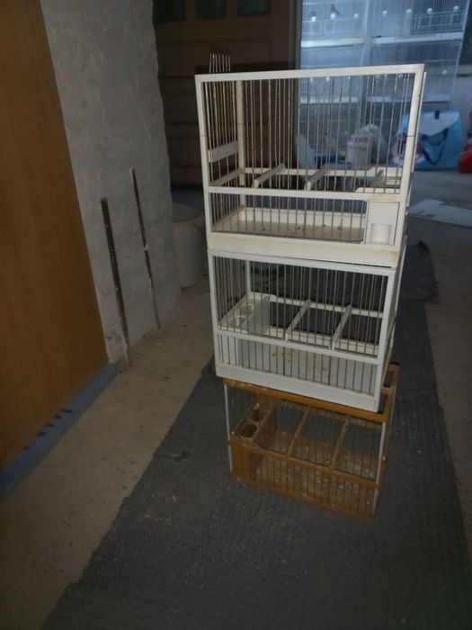 Colivii c2  de cântec