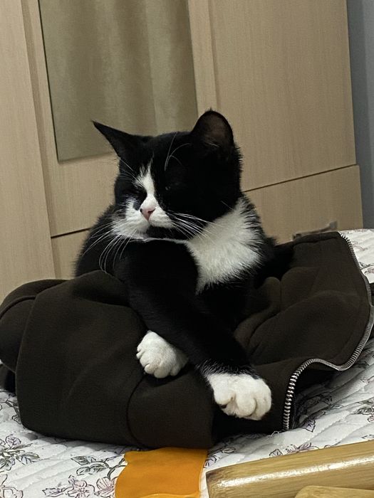 Кошка домашны чистая