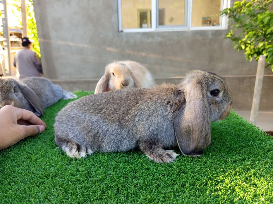 Кролик Французский баран