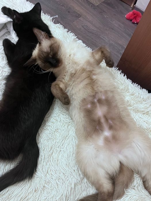 Ищу любящий дом для двух кошечек