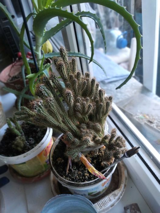 Цветы комнатные 1500 тенге