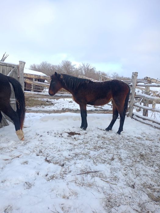 СРОЧНО Продается кобыла 2 года!