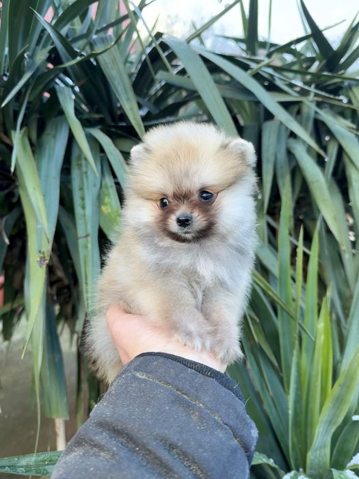 Померан мини момче. Померанче