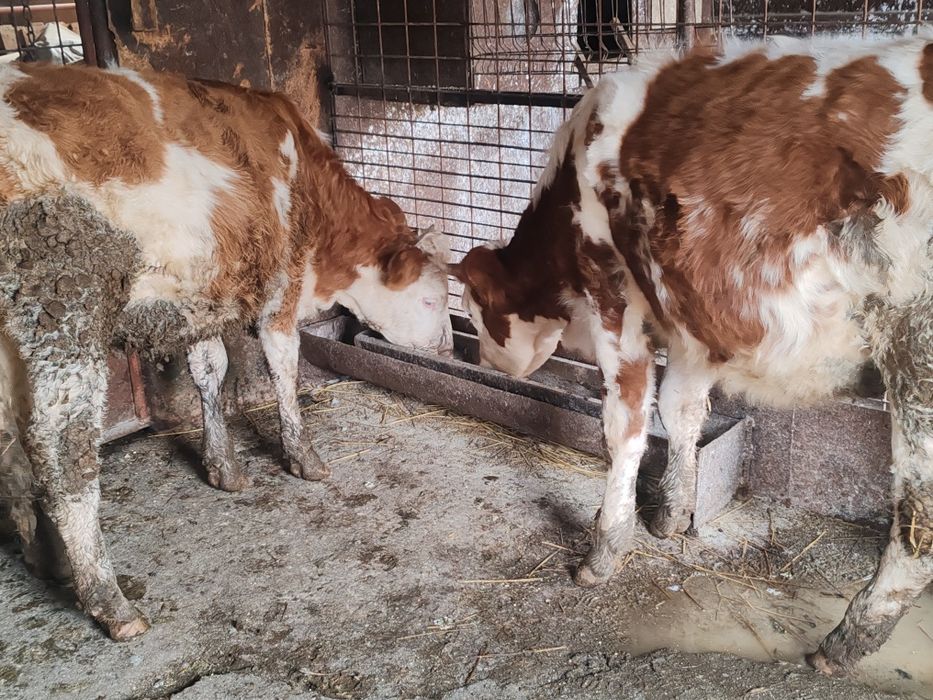 De vânzare junici bălțate