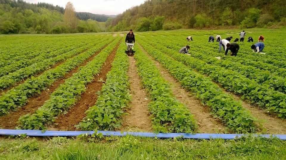 Разсад Ягоди - Азия, Скала, Клери и Други