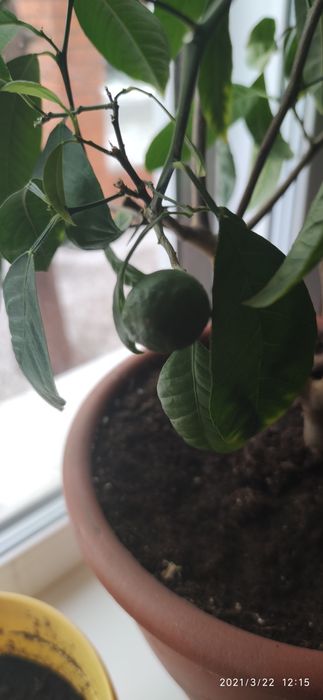 Мандарин плодоносящий