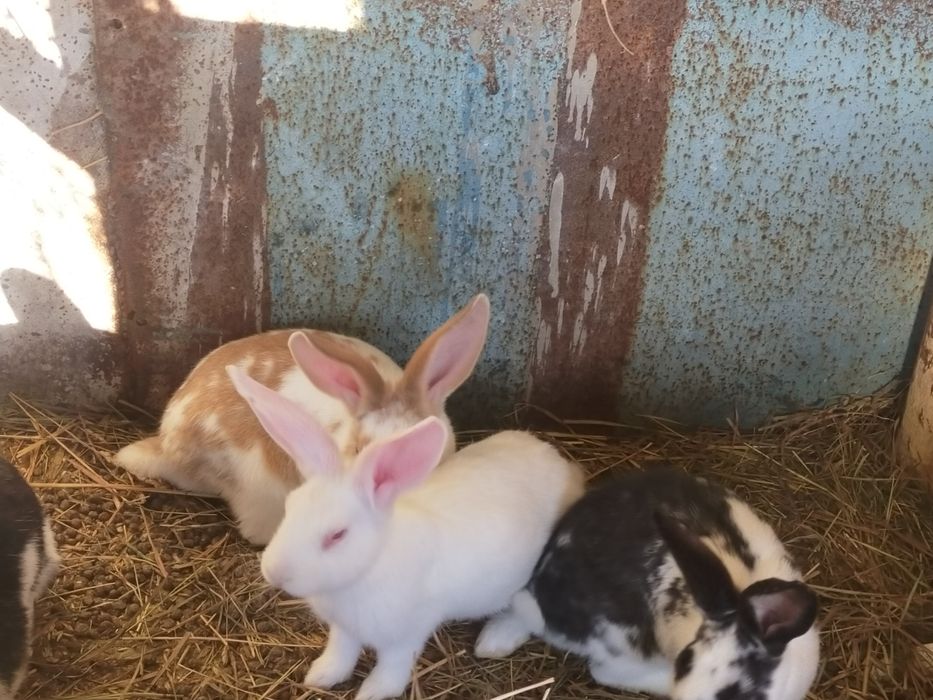 Крольчата  продам