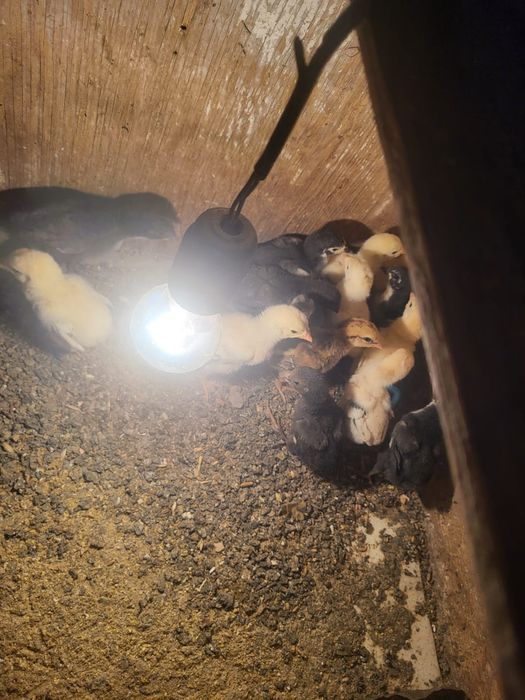 Дакан шожелер 2500