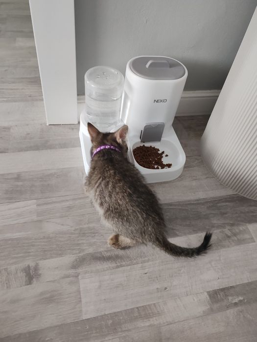 Продам котенка Табби