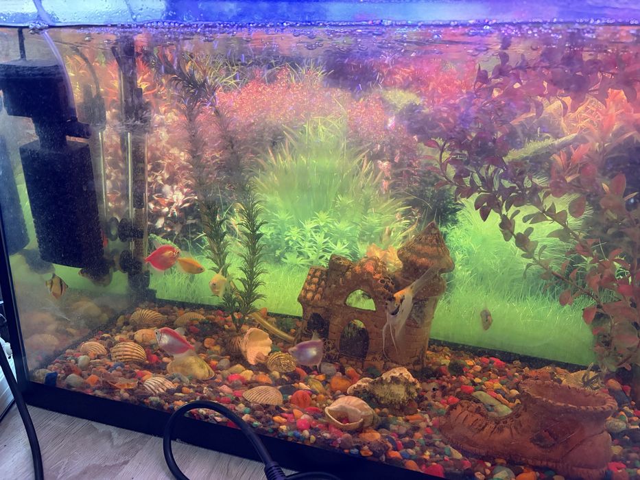 Akvarium sotiladi srochno 10ta baligi bilan hamma narsasi bilan