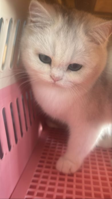 Серебристый мальчик шиншилла тоза кон