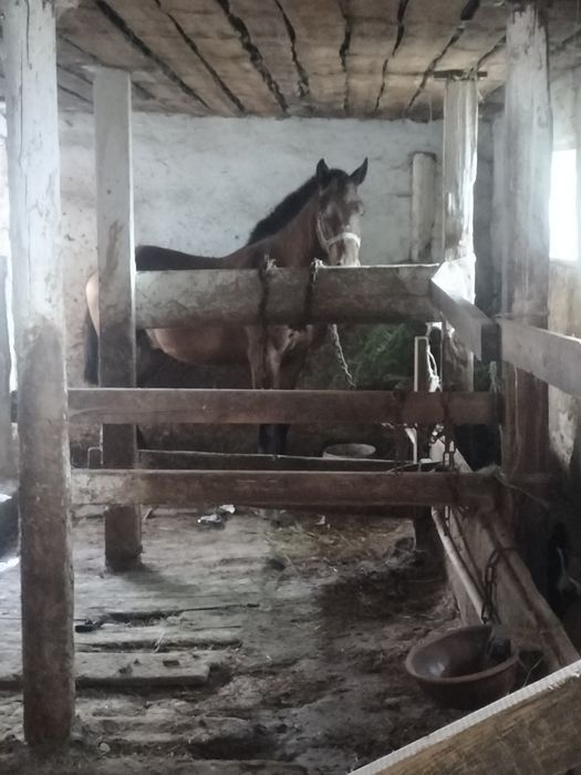 Асаламуалекум. Продам тая