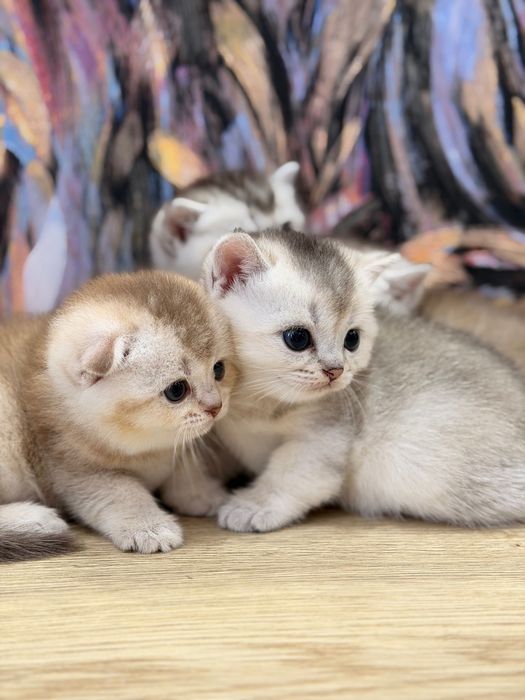 Продаются породистые шиншиллы