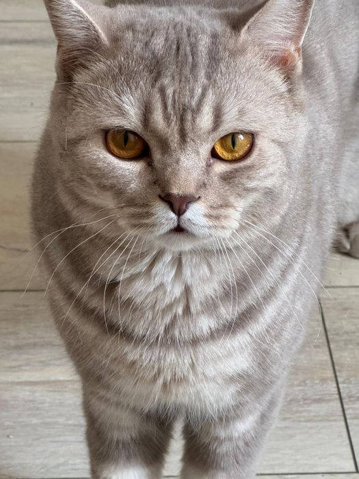 Отдам кота скоттиш