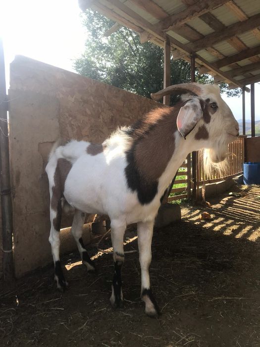 Продам теке производитель