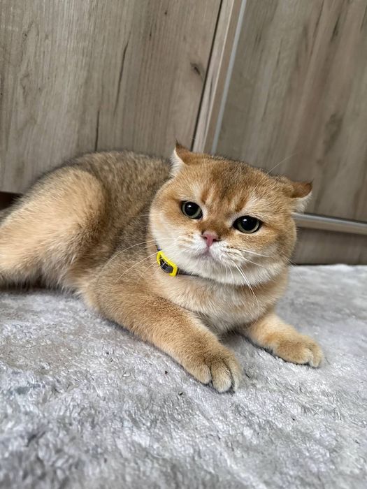 Zolotaya shinshilla Вязка (qo'shishga)