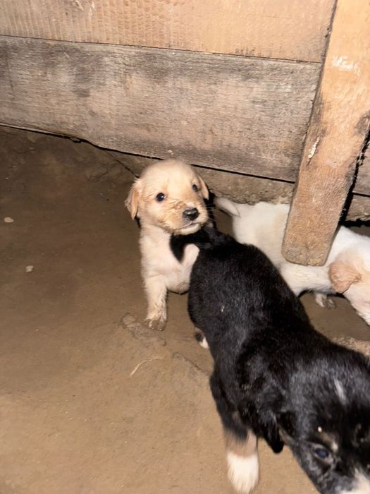 Продам щенят в хорошие руки