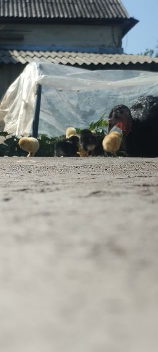Срочно продам индюшку с цыплятами