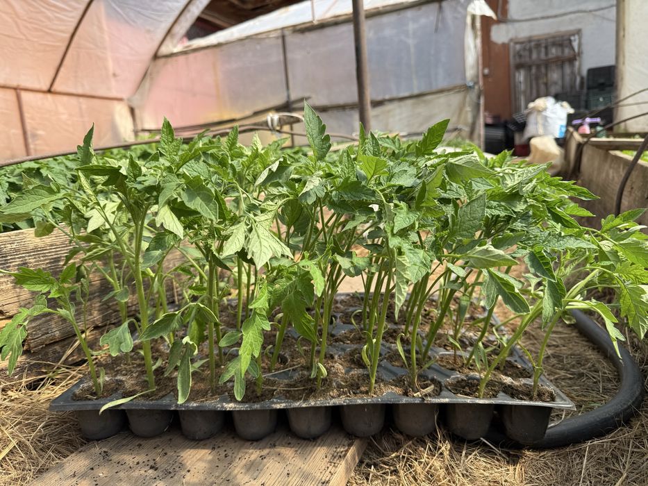 Vand 600 fire rosii Sandoline