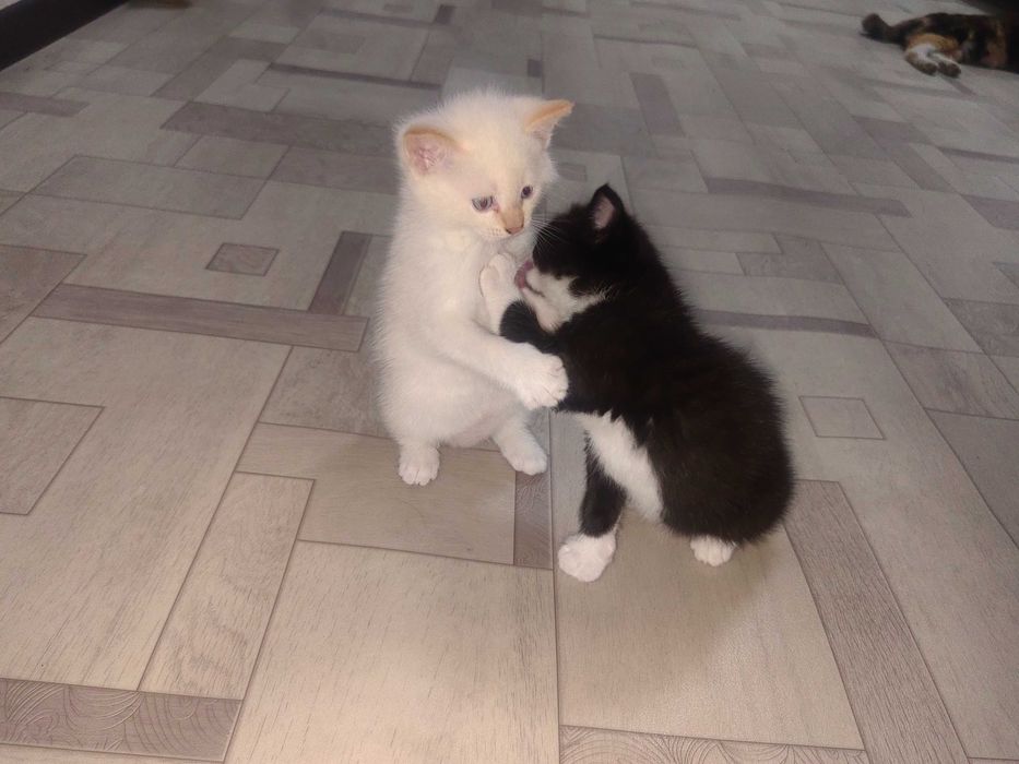 Отдам котят,в хрошие руки