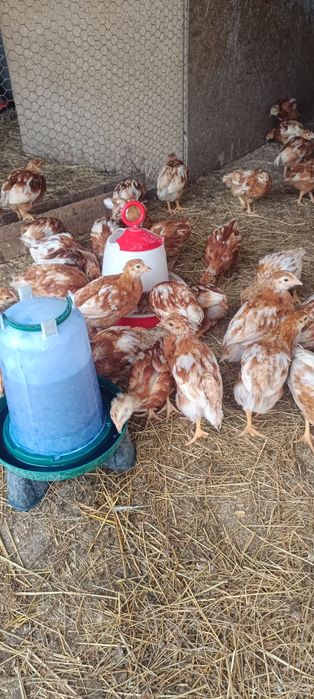 Puicuțe ouătoare issa Brown