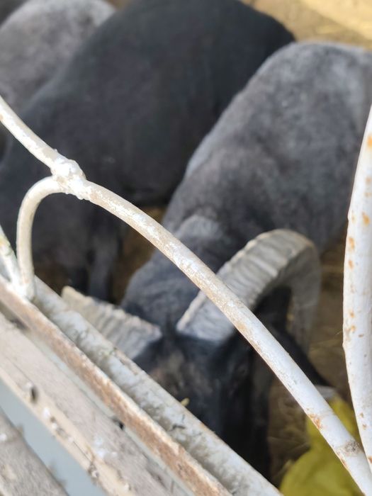 Qoʻchqorlar sotiladi