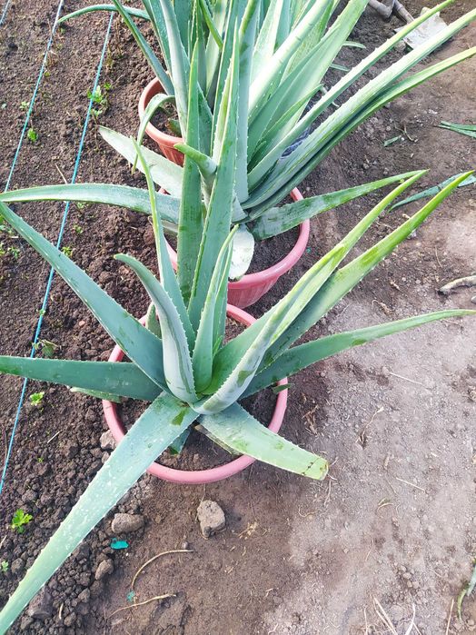 Алое вера сотилади