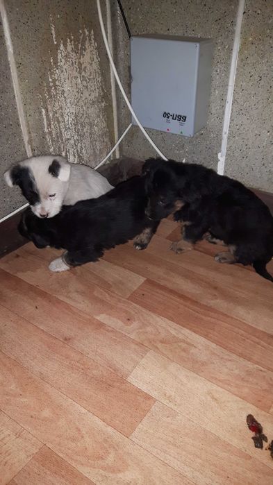 Щенки звоночки срочно