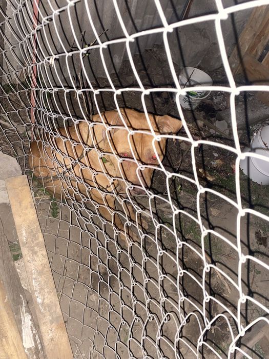 Продам суку пита