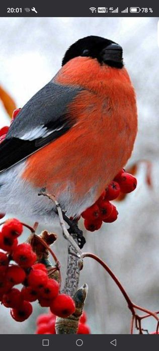 Продам птиц певчих