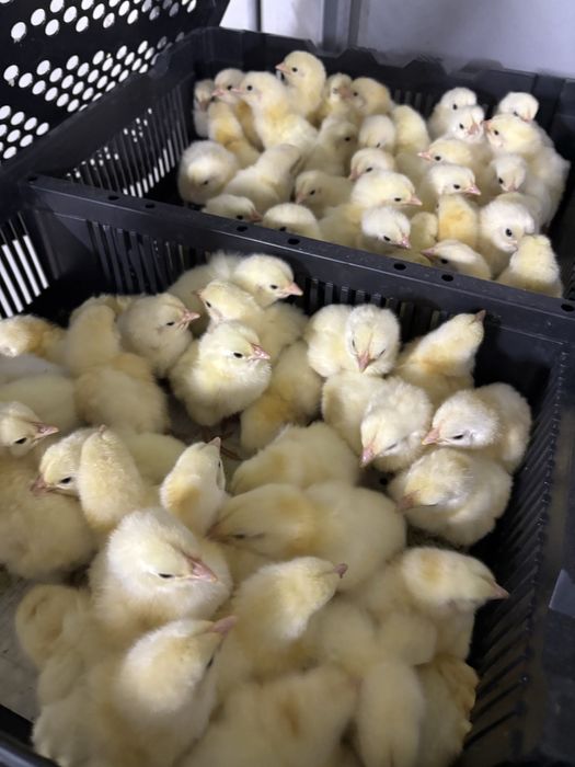 Бройлеры КОББ 500 21 января