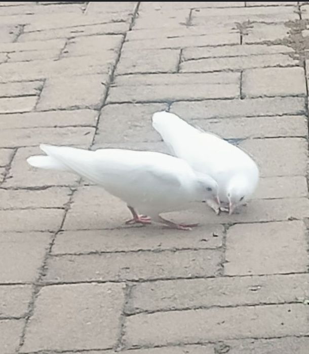 Голуби  белые  продаются.