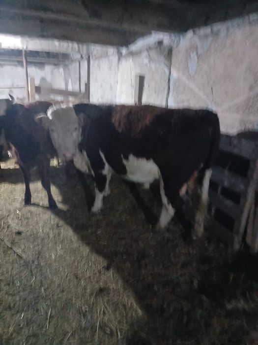 Продается бычки .