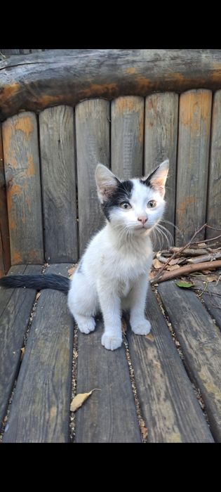 Котята две девочки! В добрые руки!