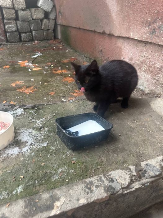 Chiroyli aqlli 3 oylik va 10 oylik mushuklar hadyaga beriladi