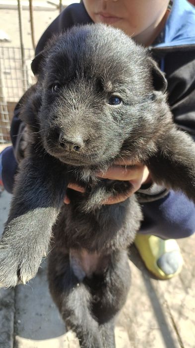 Немецкая овчарка