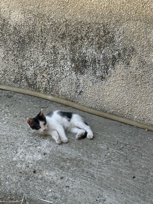 Pisici spre adoptie