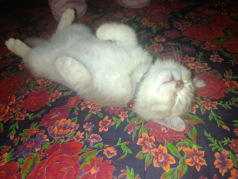 Britanskiy mushuk sotiladi